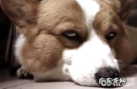 狗狗肠胃炎能吃益生菌粉吗?