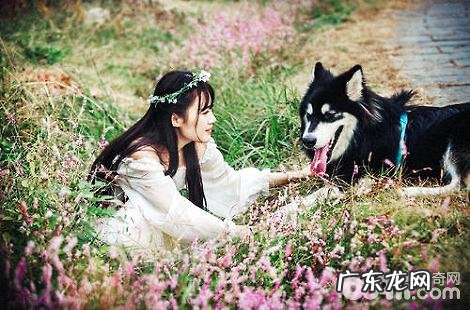 阿拉斯加犬冬季是否会掉毛？