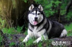 阿拉斯加犬冬季是否会掉毛？