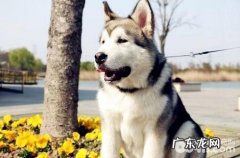 胃肠不好的阿拉斯加犬能够每日都吃益生菌粉吗？