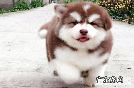 胃肠不好的阿拉斯加犬能够每日都吃益生菌粉吗?