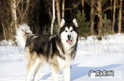 阿拉斯加犬何时刚开始除虫比较好？