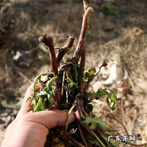 蒲公英是什么味道 根是什么颜色 野生蒲公英的根是什么颜色