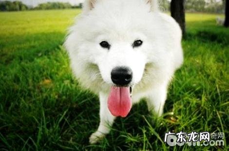 萨摩耶有什么方法能够除去眼泪？