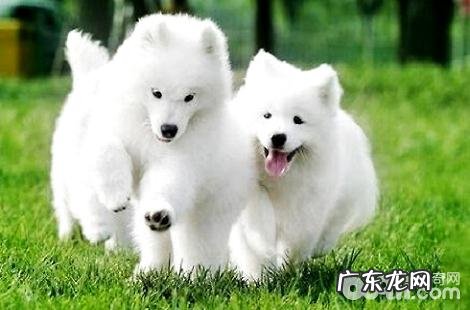 萨摩耶有什么方法能够除去眼泪？