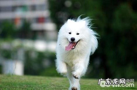 萨摩耶有什么方法能够除去眼泪？