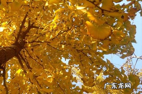 银杏树的特点和作用作文 银杏树的特点和作用日记