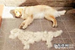 小狗得了皮肤疾病必须刮毛吗？