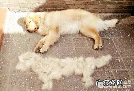 小狗得了皮肤疾病必须刮毛吗？