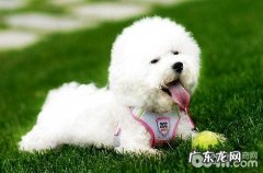 比熊一直拉稀怎么办？