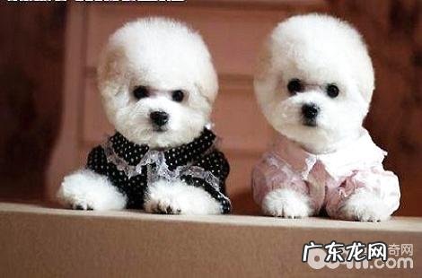 比熊一直拉稀怎么办?