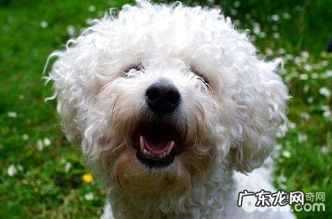 冬季是不是还必须给狗狗驱虫?