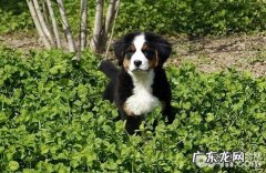 冬季是不是还必须给狗狗驱虫？