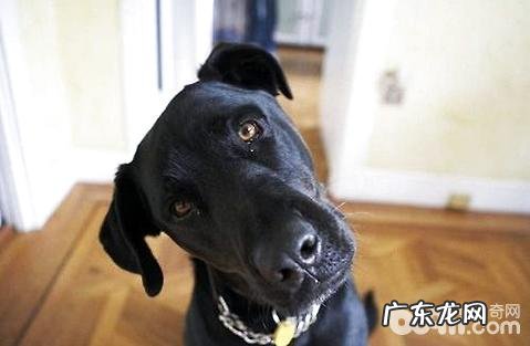 如何看得出小狗是否身心健康?