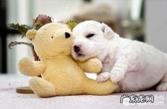 如何帮幼狗提高免疫力？