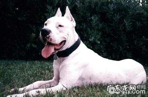 小狗行走觉得没有力气是怎么回事？