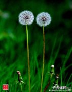 蒲公英长得啥样子 蒲公英像啥样子