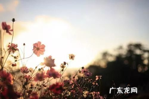 小米经典文案感动人心 经典感动人心的说说