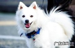 怎能防止小狗得了风湿病？