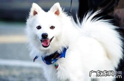 怎能防止小狗得了风湿病?