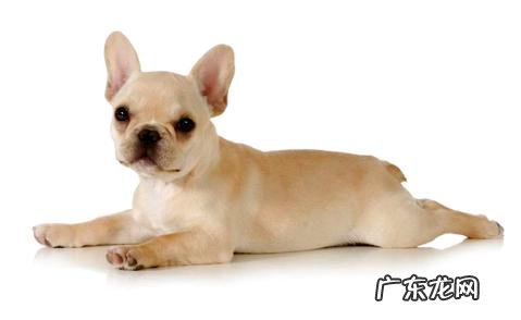 小狗胃肠不好,非常容易拉肚子!