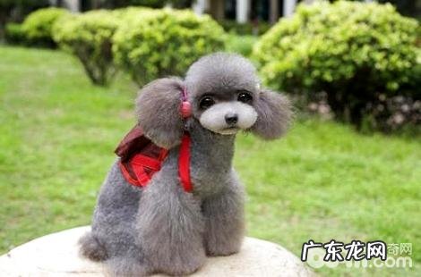 开个宠物诊所需要什么?办什么有效证件?