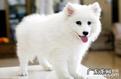 开个宠物诊所需要什么？办什么有效证件？