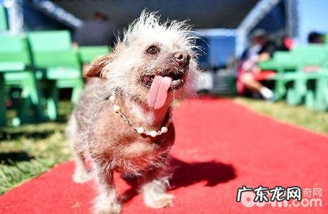 开个宠物诊所需要什么?办什么有效证件?