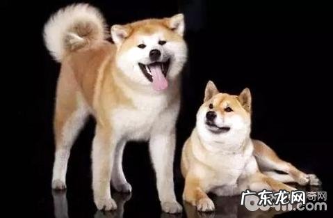 小狗多大要刚开始除虫？