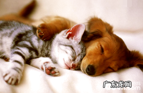 小狗多大要刚开始除虫？