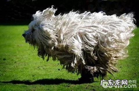 小狗普遍的肠内裂头蚴有什么?