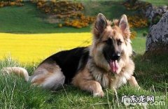 如何看得出小狗是不是身心健康？