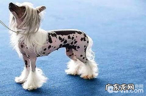 如何看得出小狗是不是身心健康?