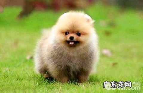 小狗狗被大型狗咬流血了该怎么办？