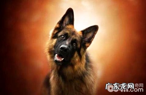 小狗狗被大型狗咬流血了该怎么办？