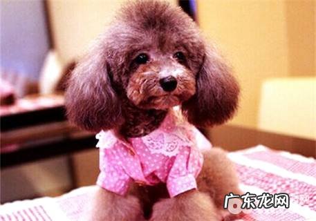 泰迪犬口腔异味有什么缘故?怎么解决?