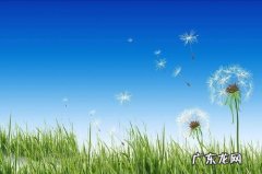 描写蒲公英的优美语段 有关蒲公英的优美语段