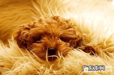 泰迪犬眼睛眼屎多是怎么回事造成 的?