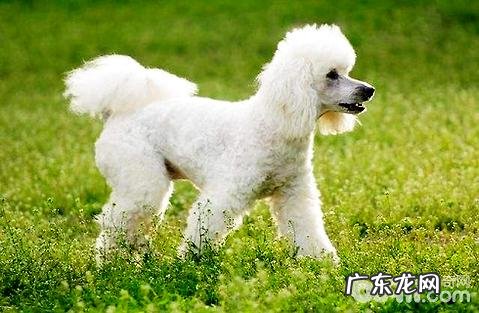 泰迪犬眼睛眼屎多是怎么回事造成 的?