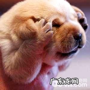 小狗狗拉稀带血该怎么办?小狗狗拉稀带血