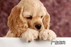 小狗狂犬病疫苗何时打？狗狂犬病疫苗注入時间