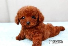 狗狗拉肚子呕吐怎么办？狗狗拉肚子反胃