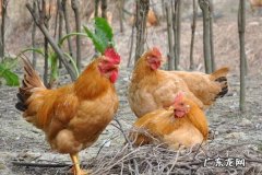 养什么最赚钱成本最低？盘点几个合适的项目！