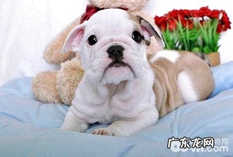 小狗着凉怎么办？小狗受凉