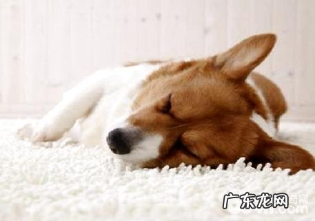 狗狗狂犬病初期有哪些症状?狗狗狂犬病的早期症状