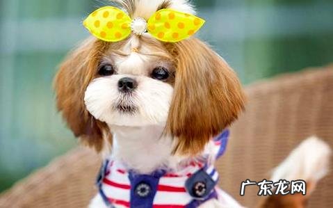 狗翻肠子该怎么办?狗翻肠子如何治疗?