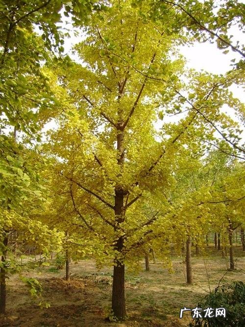 山东最大的银杏树在哪里 山东最大银杏树排名