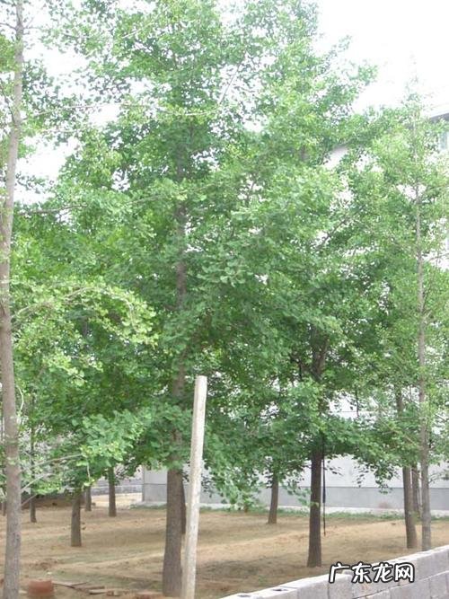 山东最大的银杏树在哪里 山东最大银杏树排名