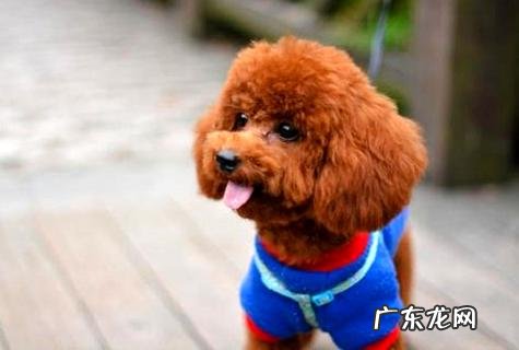 “狗狗拉肚子该怎么办”必须寻找缘故对症治疗