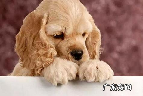 仍在为狗狗感冒而不知所措?不必惊慌!学好这这几个常用招式,媳妇都夸你!